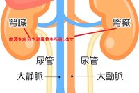 9 更年期 尿 潜血 女性 2023